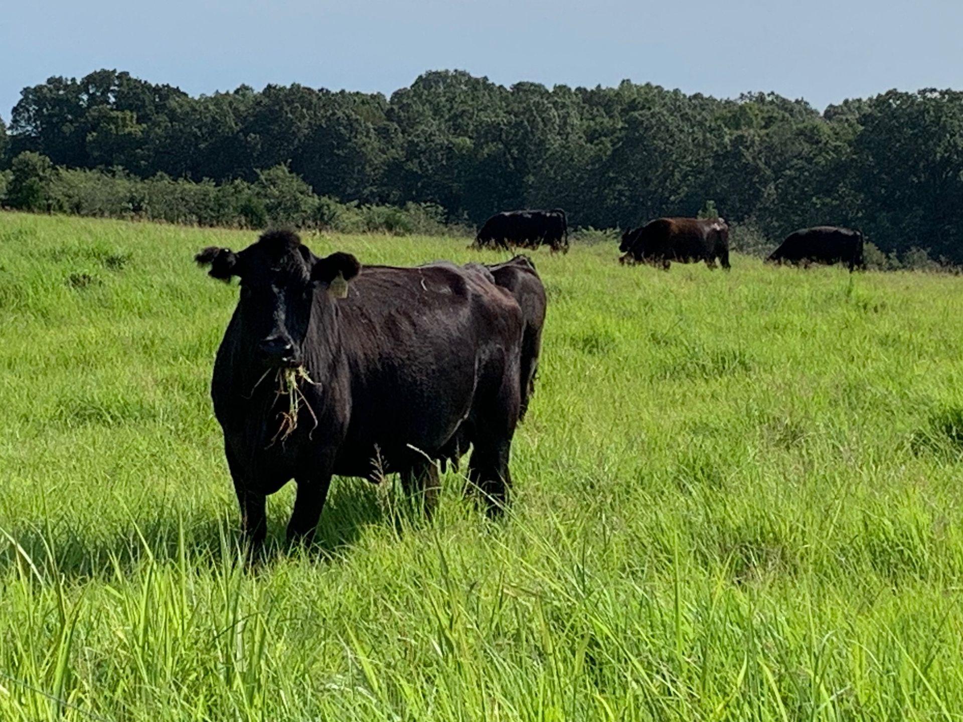 Black cows grazing in a lush green field with trees in the background under a clear sky.